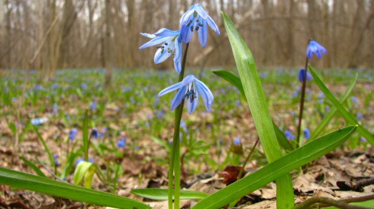 Ночные заморозки покинули Воронеж