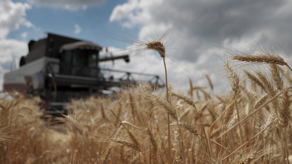 Воронежским производителям семян выделят дополнительные субсидии