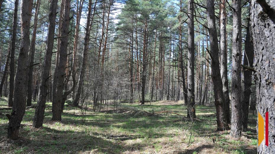 Запрет на посещение лесов в Воронежской области могут продлить до 4 сентября