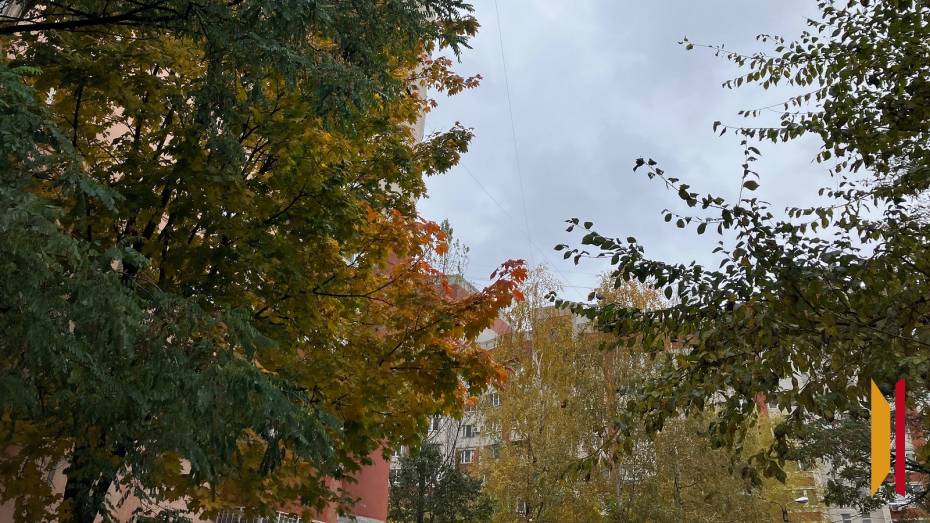 В Воронежской области объявлен желтый уровень погодной опасности из-за ветра