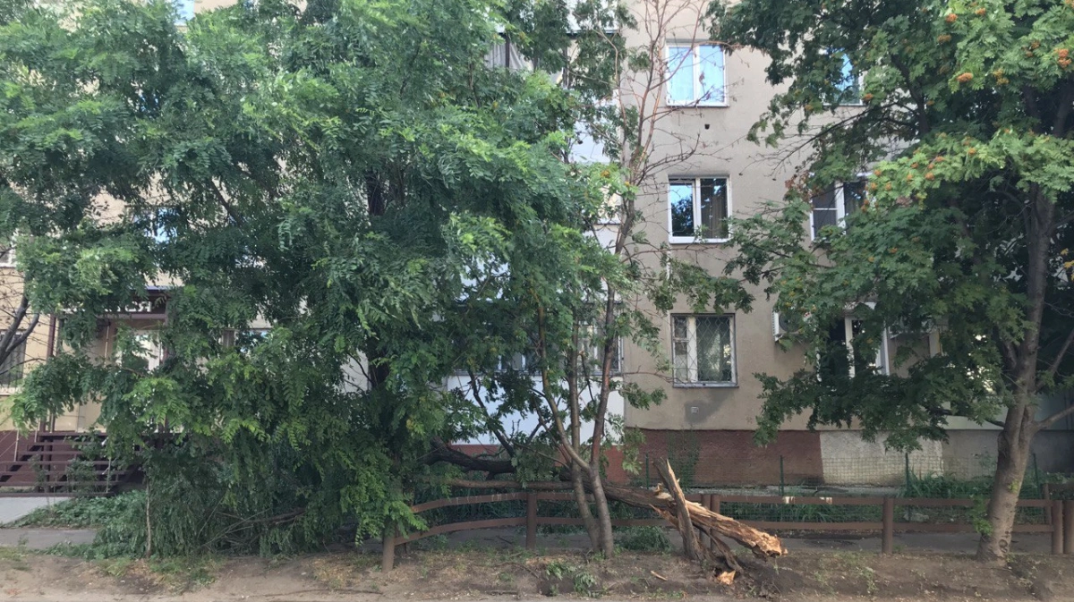 12 деревьев. Деревья в Воронеже. Сильный ветер. Сильный ветер фото.