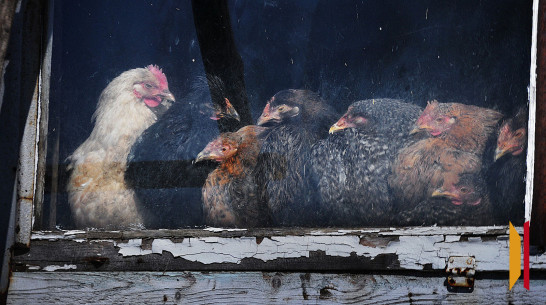 В Воронежской области птицефабрику закрыли на десять суток из-за антисанитарии