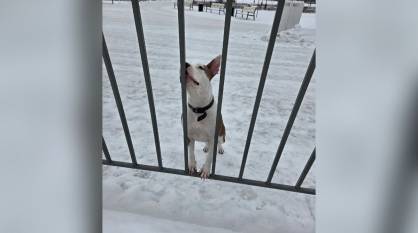 В Воронеже на Адмиралтейской площади потерявшаяся собака третий день ждет хозяина