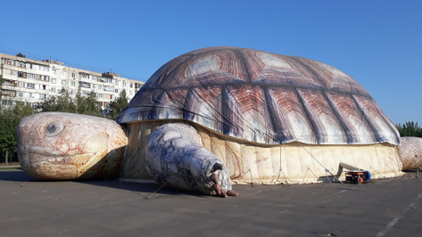 Воронежская полиция проверит гастролирующий зоопарк после опубликованного видео