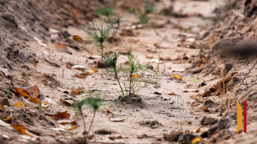 В Воронежской области высадят более 1,4 га леса
