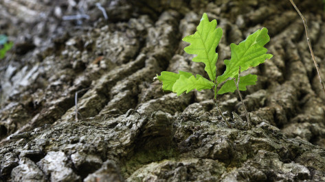 Участником эколого-краеведческого проекта стал 420-летний воронежский дуб