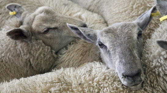 В Воронежской области волки загрызли 30 овец