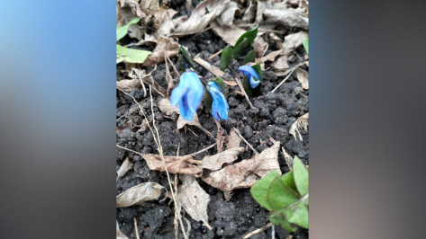 В Воронежской области в декабре расцвели подснежники