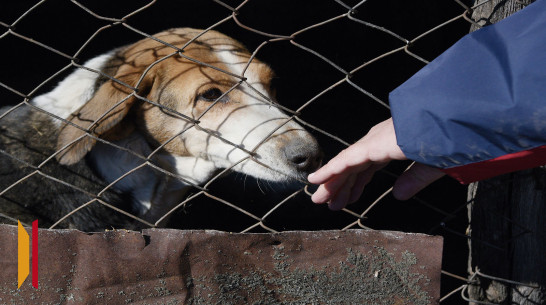 В Рамонском районе Воронежской области неизвестные травят собак
