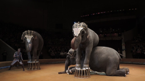 В воронежском цирке слоны стоят на головах, играют на губной гармошке и копируют картину Пикассо