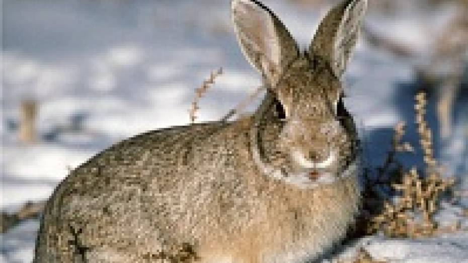 В Нижнедевицком районе охотники заготовили для диких животных веники и соль