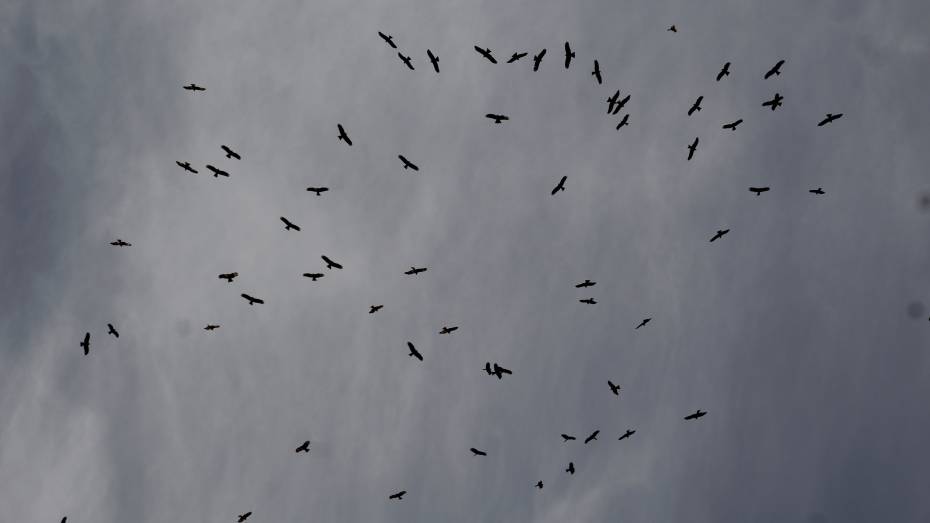 Черные коршуны прилетели в Воронежскую область раньше, чем обычно