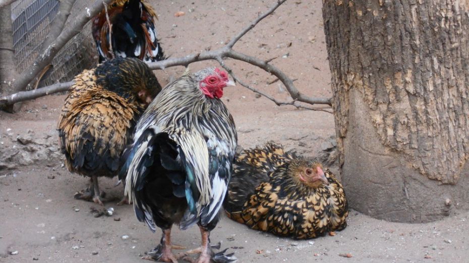 Липецкий зоопарк подарил воронежскому 8 видов птиц
