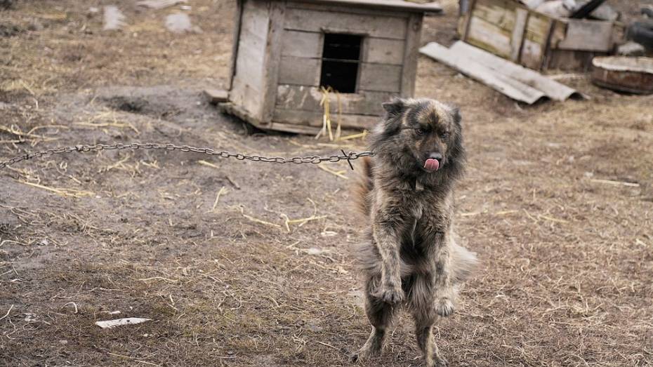 В ольховатском поселке Большие Базы запретили вывоз животных до 30 сентября