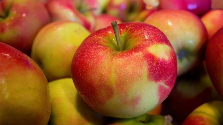 В Рамонском районе впервые пройдет фестиваль яблок