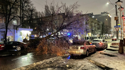 Момент падения дерева на улице Куколкина в Воронеже сняли на видео