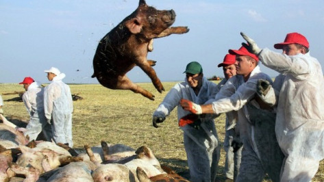 В Богучарском и Петропавловском районах идет выплата компенсаций за отчужденное свинопоголовье