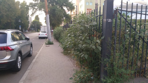 В центре Воронежа выросла «плантация» аллергичного сорняка из Черной книги флоры