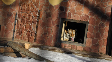 В Воронежский зоопарк переедет амурский тигр