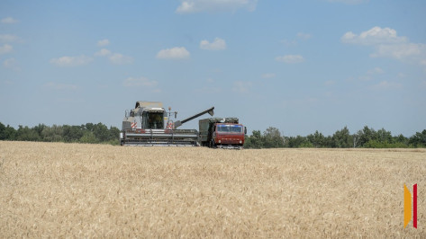 Аграрии Воронежской области намолотили 3 млн тонн зерна