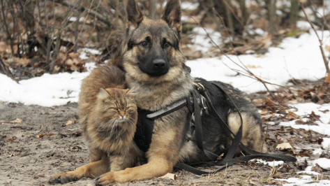 «Он же провокатор». Как воронежский кот участвует в дрессировке собак