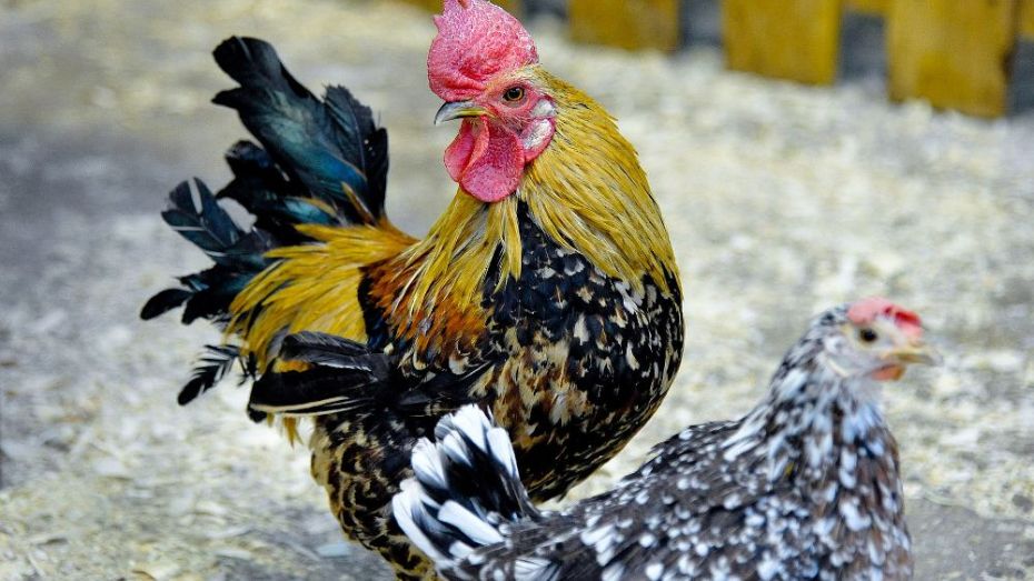 Россельхознадзор отметил рост заболеваемости птичьим гриппом в России