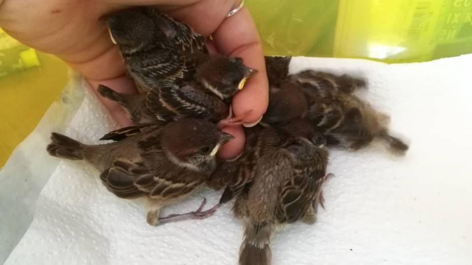 Представители Центра реабилитации птиц попросили у воронежцев помощи в прокорме птенцов