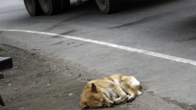 Воронежские полицейские спасли попавшую под машину собаку и оплатили лечение