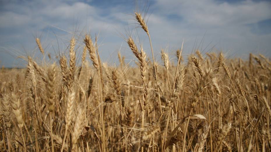Воронежские аграрии собрали более 4 млн т зерна