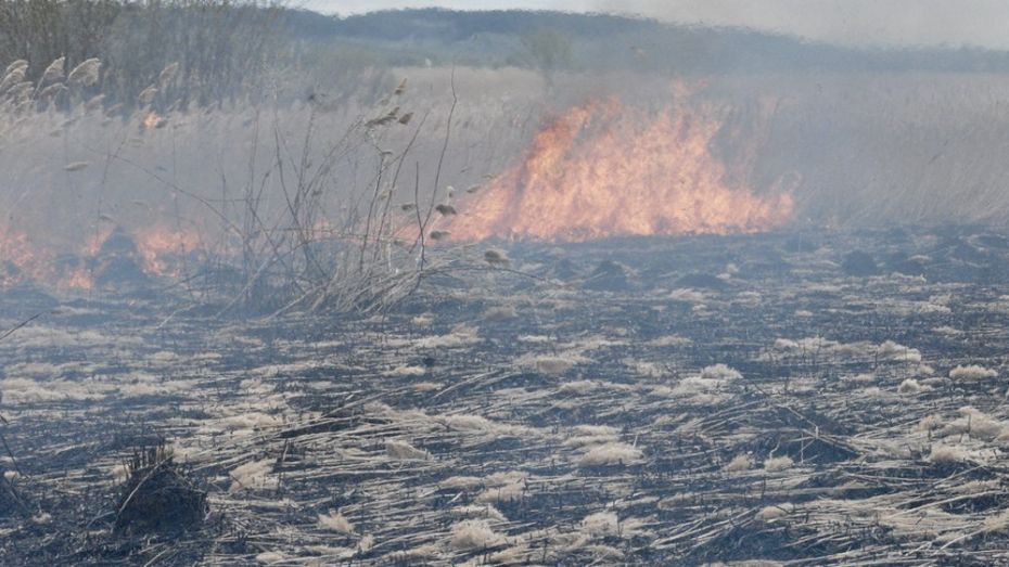 В Воронежской области стартовала акция против сжигания сухой травы