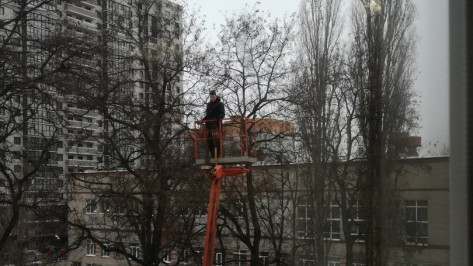 Спасение привязанного к дереву грача в Воронеже попало на видео 