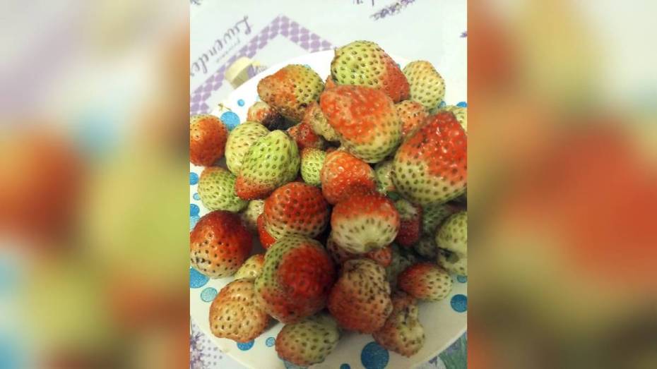 У жительницы петропавловского села Березняги в декабре плодоносит клубника