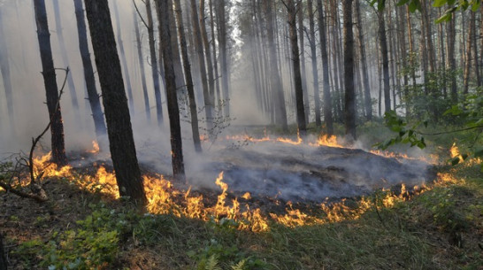 Жителей Воронежской области за разведение костров в лесах оштрафовали на 154 тысячи рублей