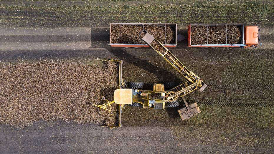 Воронежские предприятия «Продимекс» убрали 20% от посевной площади сахарной свеклы