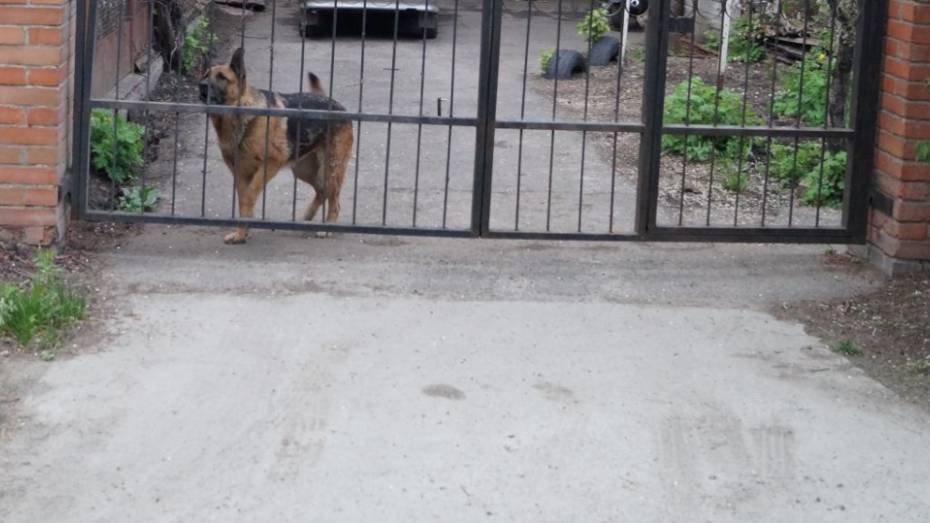 В Воронеже владелец овчарки заплатит 140 тыс рублей за покусанную ногу 9-летней девочки 