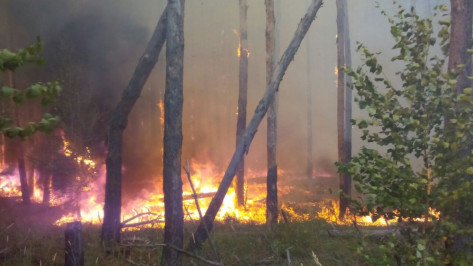 Пожарные ликвидировали открытый огонь в лесу на окраине Воронежа