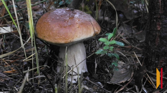 Количество отравившихся грибами воронежцев выросло до 7 человек