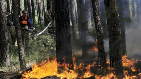 Общая площадь 3 крупных пожаров в Воронежской области превысила 350 га