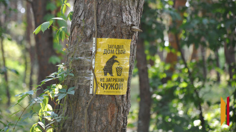 Крупную многолетнюю свалку расчистили в воронежском лесничестве