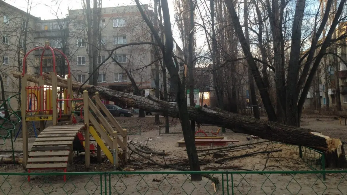 В Воронеже высокое дерево рухнуло на детскую площадку