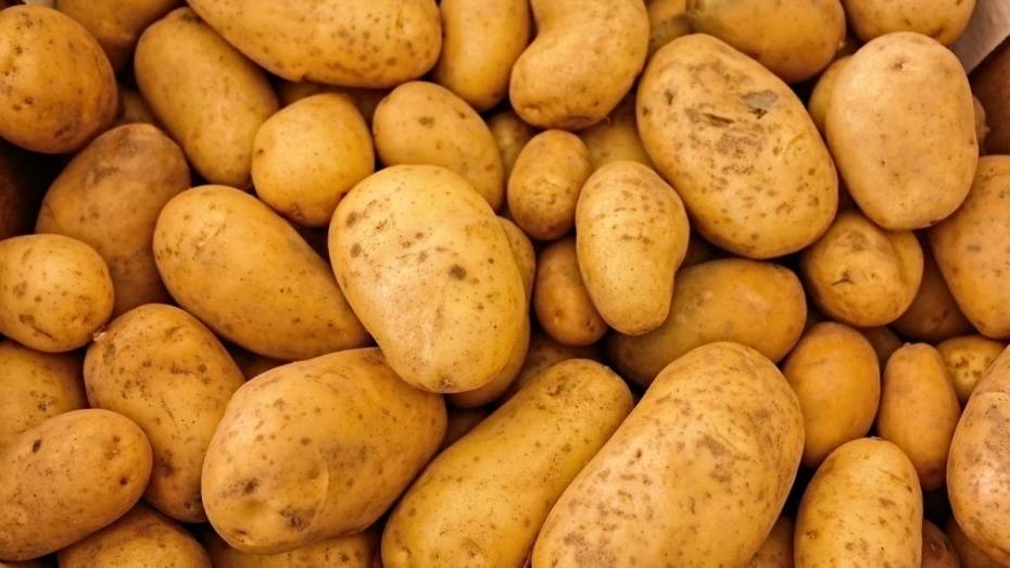 В Эртильском районе трое попытались украсть с поля 400 кг картофеля