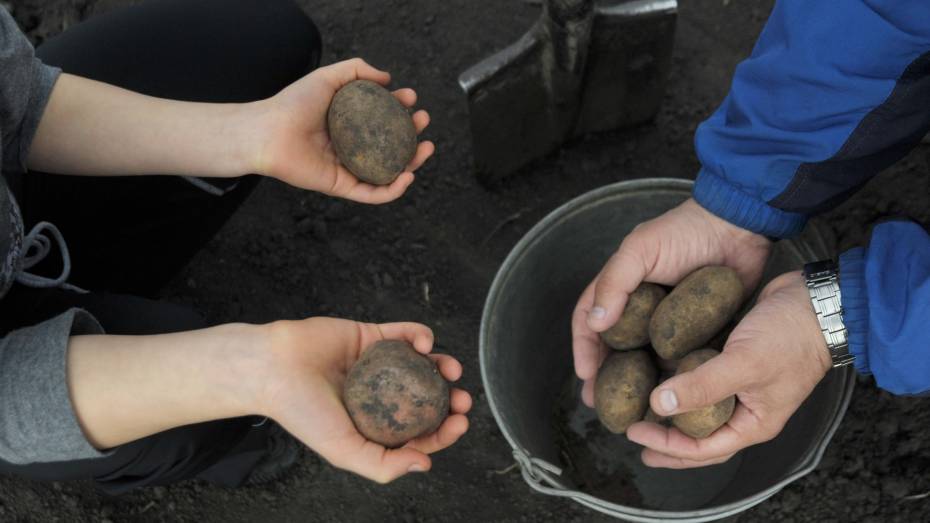 Старательные воры выкопали и украли картошку в Воронежской области