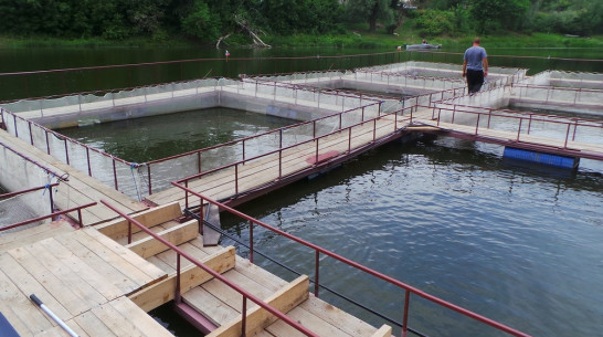 Воронежская компания займется разведением стерляди в протоке Дона