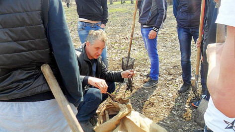 В Бутурлиновском районе начали высаживать «Лес Победы»