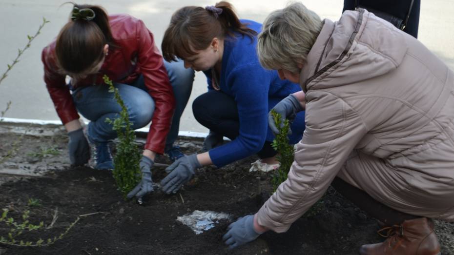 Журналисты Ольховатки посадили более 200 тюльпанов и кустарников