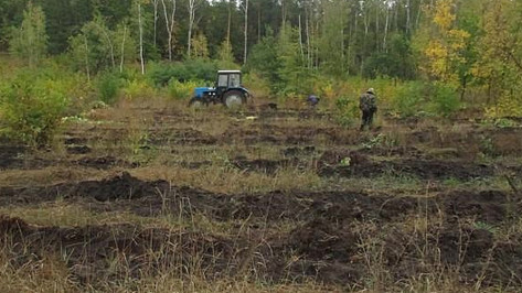 В Воронежской области подготовили почву под осеннюю высадку леса
