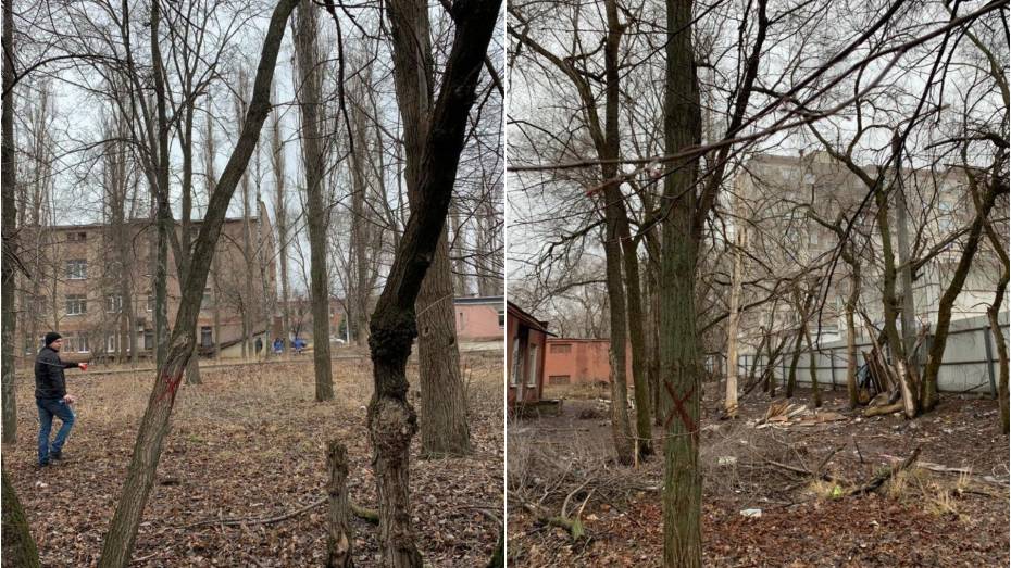 На улице Путиловской в Воронеже вырубят более 20 деревьев