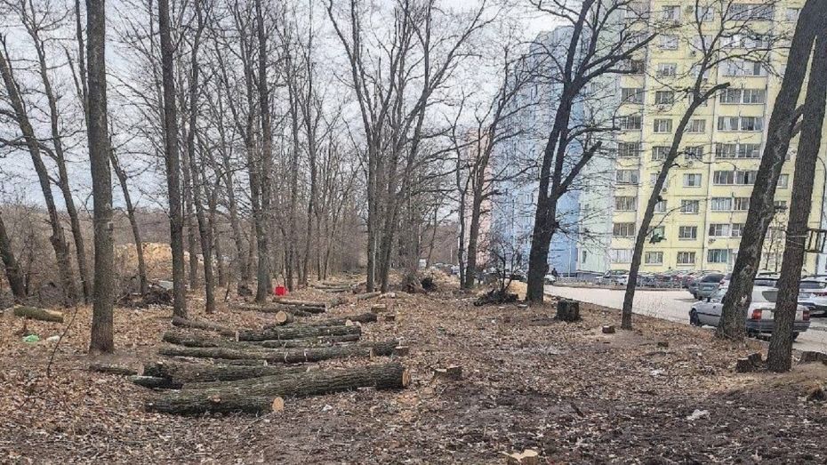 В Воронеже на улице Шишкова вырубят часть деревьев для строительства проезда и ливневок