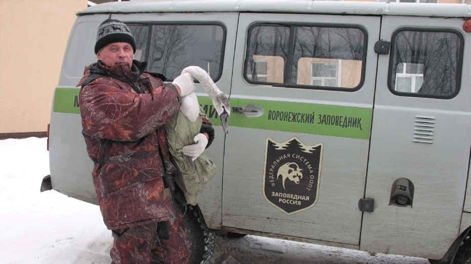 Лебедя с дефектным крылом поместили в Воронежский зоопарк