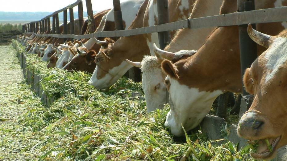 В Воронежской области появится молочная ферма на 2,8 тыс голов